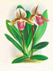 Cypripedium orphanum - Jean Jules Linden — widok dzieła
