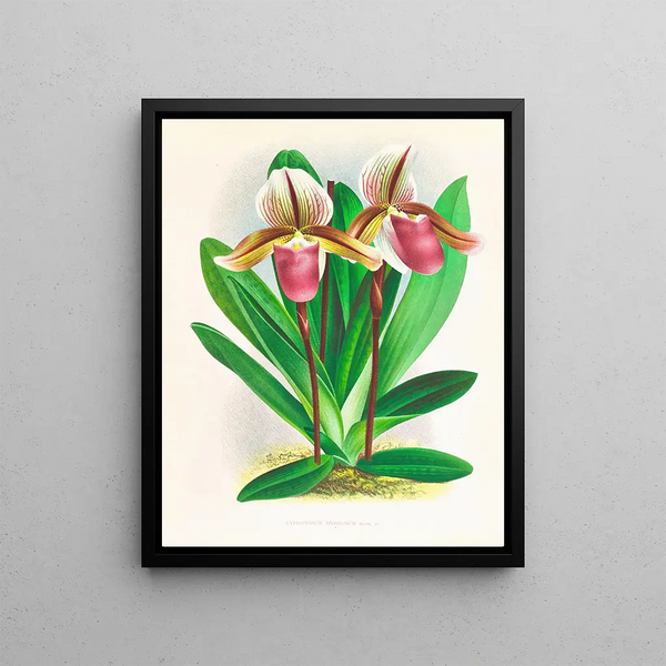Jean Jules Linden - Cypripedium orphanum.webp