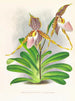 Cypripedium excelle var. Kimballianum - Jean Jules Linden — widok dzieła