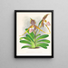 Cypripedium excelle var. Kimballianum - Jean Jules Linden — oprawiony obraz na ścianie