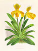 Cypripedium sallieri - Jean Jules Linden — widok dzieła