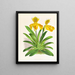 Cypripedium sallieri - Jean Jules Linden — oprawiony obraz na ścianie