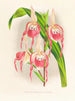 Cypripedium schroderae var. - Jean Jules Linden — widok dzieła