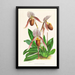 Cypripedium selligerum majus - Jean Jules Linden — oprawiony obraz na ścianie