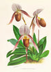 Cypripedium selligerum majus - Jean Jules Linden — widok dzieła