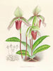 Cypripedium fier - Jean Jules Linden — widok dzieła