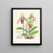 Cypripedium fier - Jean Jules Linden — oprawiony obraz na ścianie