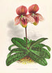 Cypripedium tessellatum - Jean Jules Linden — widok dzieła