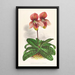 Cypripedium tessellatum - Jean Jules Linden — oprawiony obraz na ścianie