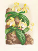 Cypripedium tonkinense - Jean Jules Linden — widok dzieła