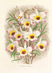 Dendrobium Falconeri - Jean Jules Linden — widok dzieła