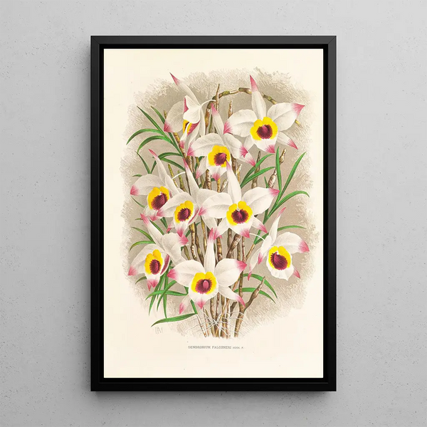 Jean Jules Linden - Dendrobium Falconeri.webp