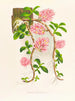 Dendrobium bracteosum - Jean Jules Linden — widok dzieła