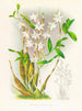 Dendrobium bursae - Jean Jules Linden — widok dzieła