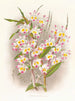 Dendrobium z dewonu - Jean Jules Linden — widok dzieła