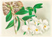 Dendrobium infundibulum - Jean Jules Linden — widok dzieła