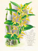 Dendrobium mirbelianum - Jean Jules Linden — widok dzieła