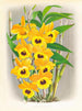 Dendrobium paxtoni - Jean Jules Linden — widok dzieła