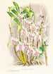 Dendrobium stratiotes - Jean Jules Linden — widok dzieła