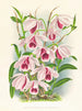 Dendrobium superbum var. - Jean Jules Linden — widok dzieła