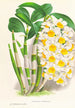 Dendrobium thyrsiflorum - Jean Jules Linden — widok dzieła