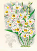Dendrobium wardianum - Jean Jules Linden — widok dzieła