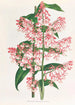 Epidendrum Paniculatum - Jean Jules Linden — widok dzieła