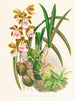 Epidendrum atropurpureum - Jean Jules Linden — widok dzieła