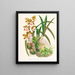 Epidendrum atropurpureum - Jean Jules Linden — oprawiony obraz na ścianie