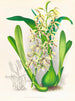 Epidendrum prismatocarpum - Jean Jules Linden — widok dzieła