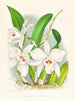 Laelia anceps var. hyène - Jean Jules Linden — widok dzieła