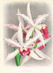 Laelia elegans - Jean Jules Linden — widok dzieła