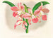 Laella elegans var houtteana - Jean Jules Linden — widok dzieła