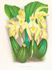 Lycaste costata - Jean Jules Linden — widok dzieła