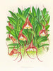 Masdevallia bella - Jean Jules Linden — widok dzieła