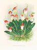 Masdevallia reichenbachiana - Jean Jules Linden — widok dzieła