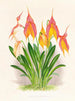 Masdevallia veitchiana - Jean Jules Linden — widok dzieła