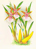 Miltonia blunti - Jean Jules Linden — widok dzieła