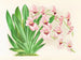 Miltonia vexillaria - Jean Jules Linden — widok dzieła