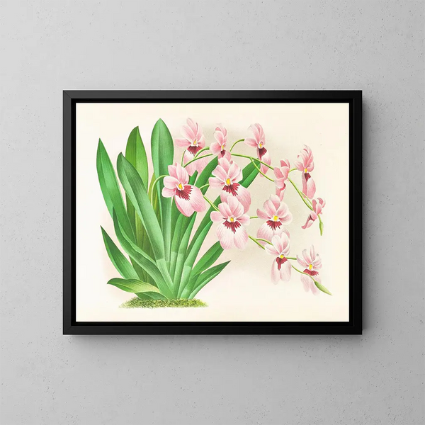 Miltonia vexillaria - Jean Jules Linden — oprawiony obraz na ścianie
