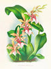 Odontoglossum hastilabium - Jean Jules Linden — widok dzieła