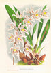 Odontoglossum Ruckerianum - Jean Jules Linden — widok dzieła