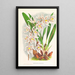Odontoglossum Ruckerianum - Jean Jules Linden — oprawiony obraz na ścianie