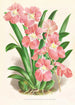 Odontoglossum Vexillarium - Jean Jules Linden — widok dzieła