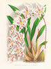 Odontoglossum alexandrae var. cutsemianum - Jean Jules Linden — widok dzieła