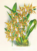 Odontoglossum boddaertianum - Jean Jules Linden — widok dzieła