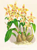 Odontoglossum coradinei var. grandiflorum - Jean Jules Linden — widok dzieła