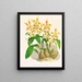 Odontoglossum coradinei var. grandiflorum - Jean Jules Linden — oprawiony obraz na ścianie