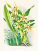 Odontoglossum duvivierianus - Jean Jules Linden — widok dzieła