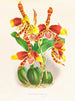 Odontoglossum grande - Jean Jules Linden — widok dzieła